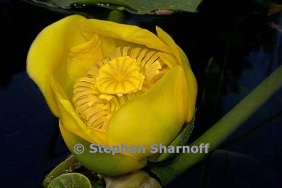 nuphar polysepala 5 graphic